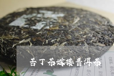 苦丁茶嫁接普洱茶/2023041108380