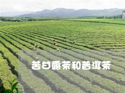 苦甘露茶和普洱茶/2023041144745