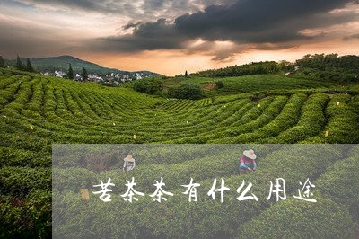 苦茶茶有什么用途/2023032236070