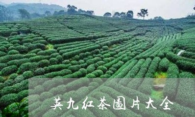 英九红茶图片大全/2023032489382