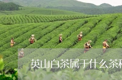 英山白茶属于什么茶种植/2023032785949