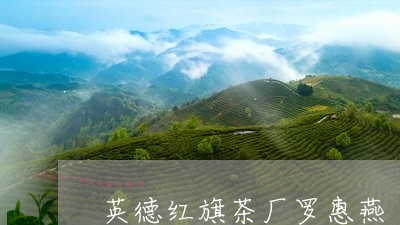 英德红旗茶厂罗惠燕/2023041668615