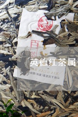 英德红茶属于什么茶/2023032073849