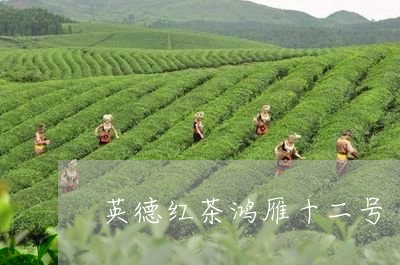 英德红茶鸿雁十二号/2023031874240