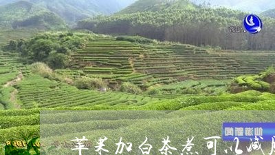 苹果加白茶煮可以减肥吗/2023032793948