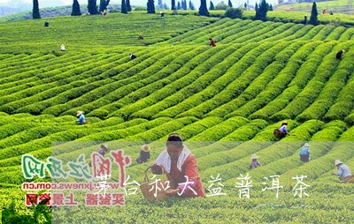 茅台和大益普洱茶/2023040180591