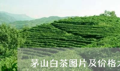 茅山白茶图片及价格大全/2023032888260