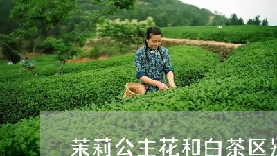 茉莉公主花和白茶区别图/2023032804936