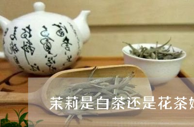 茉莉是白茶还是花茶好喝/2023032813626