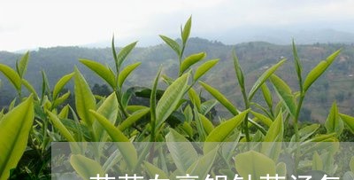 茉莉白毫银针茶汤怎么泡/2023032878480