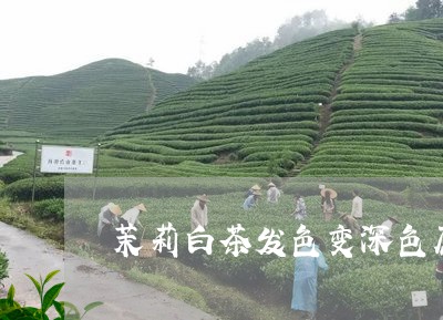 茉莉白茶发色变深色原因/2023032830392