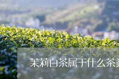 茉莉白茶属于什么茶类型/2023032852695