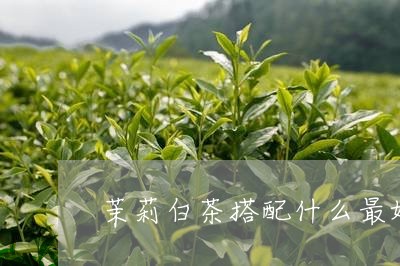 茉莉白茶搭配什么最好喝/2023032806140