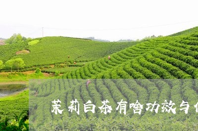 茉莉白茶有啥功效与作用/2023032843025