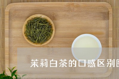 茉莉白茶的口感区别图片/2023032859582