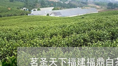 茗圣天下福建福鼎白茶饼/2023032849503