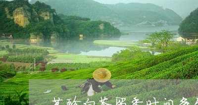 茗珍白茶留香时间多久喝/2023032803148