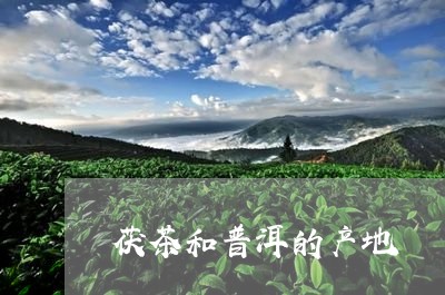 茯茶和普洱的产地/2023032961606