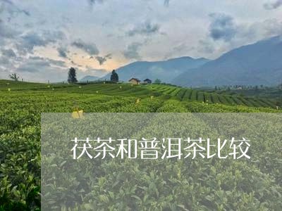 茯茶和普洱茶比较/2023031644048