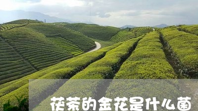 茯茶的金花是什么菌/2023032127604