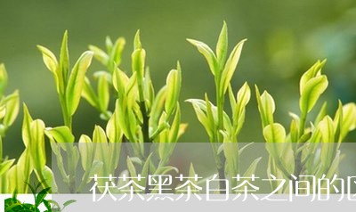 茯茶黑茶白茶之间的区别/2023032886260