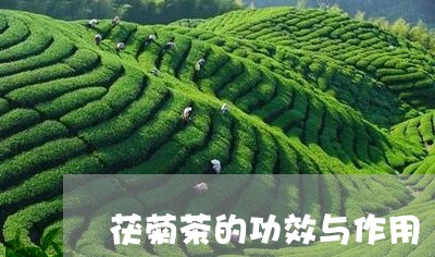 茯菊茶的功效与作用/2023041791535