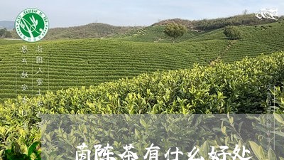 茵陈茶有什么好处/2023032295252