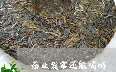 茶业发霉还能喝吗/2023032265939