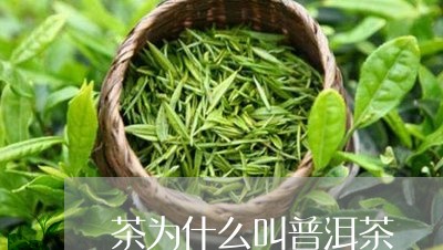 茶为什么叫普洱茶/2023041199695