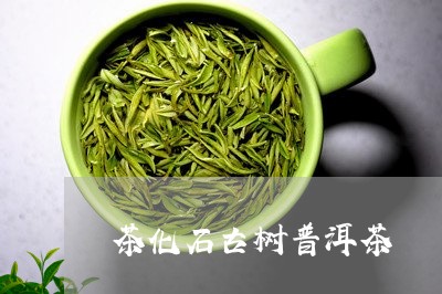 茶化石古树普洱茶/2023041195340