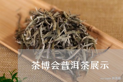 茶博会普洱茶展示/2023031604059