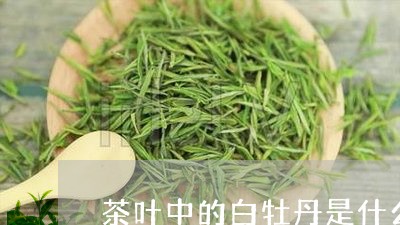 茶叶中的白牡丹是什么茶/2023032805048