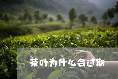 茶叶为什么会过期/2023032583828