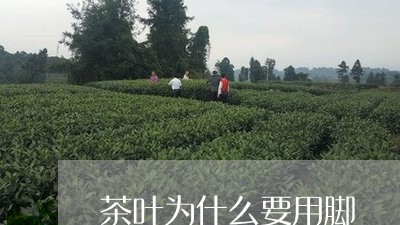 茶叶为什么要用脚/2023032662492