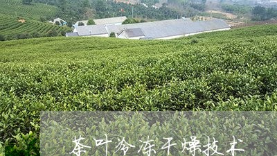 茶叶冷冻干燥技术/2023032596282