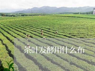 茶叶发酵用什么布/2023032698584