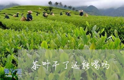 茶叶干了还能喝吗/2023032672724