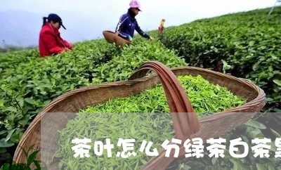 茶叶怎么分绿茶白茶黑茶/2023032899382