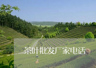 茶叶批发厂家电话/2023041493159