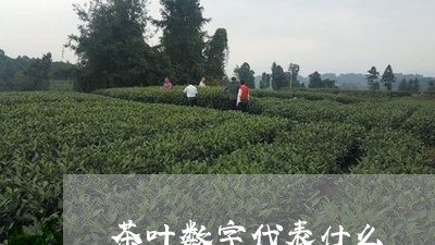 茶叶数字代表什么/2023032504250