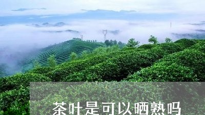 茶叶是可以晒熟吗/2023032634948