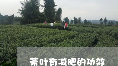 茶叶有减肥的功效/2023032523605