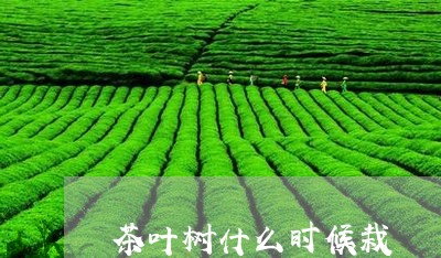 茶叶树什么时候栽/2023032578280