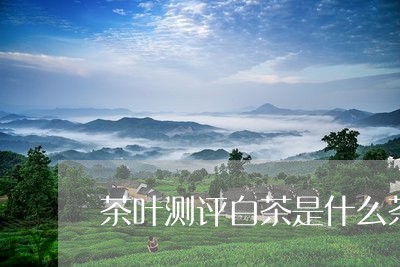 茶叶测评白茶是什么茶种/2023032825158