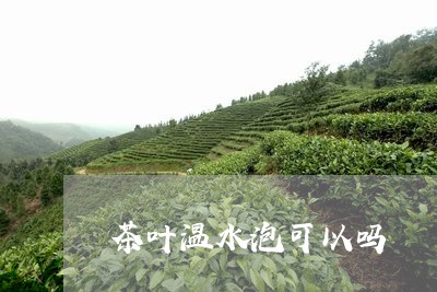 茶叶温水泡可以吗/2023032692715