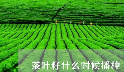 茶叶籽什么时候播种/2023032209893