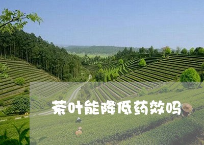 茶叶能降低药效吗/2023032622595