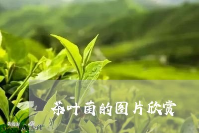 茶叶菌的图片欣赏/2023032526136