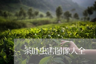 茶叶虫害图像大全/2023032567350