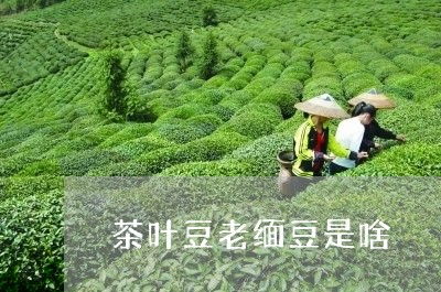 茶叶豆老缅豆是啥/2023032563616